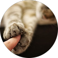 Charlie Yan profile picture